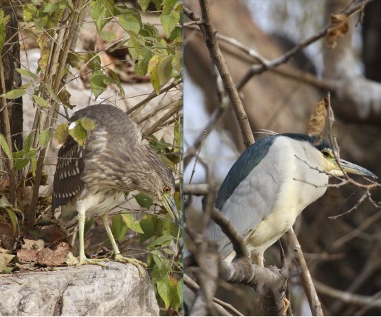 夜鹭对比图 作者拍摄
