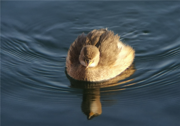 小鸊鷉  编者拍摄