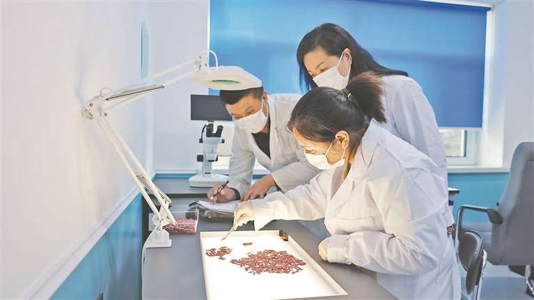 药材种子种植