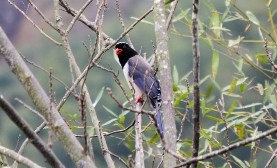 红嘴蓝鹊  作者拍摄