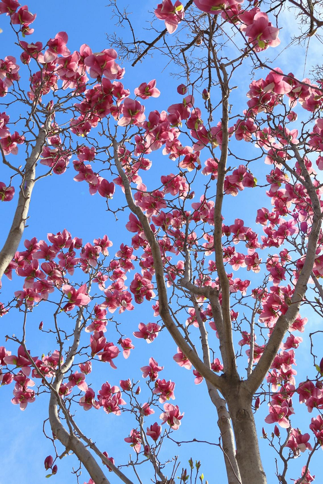 佳能EOS R100配RF-S 18-45mm F4.5-F6.3 IS STM拍摄