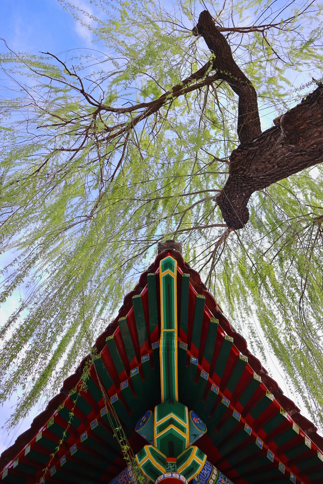 佳能EOS R100配RF-S 18-45mm F4.5-F6.3 IS STM拍摄