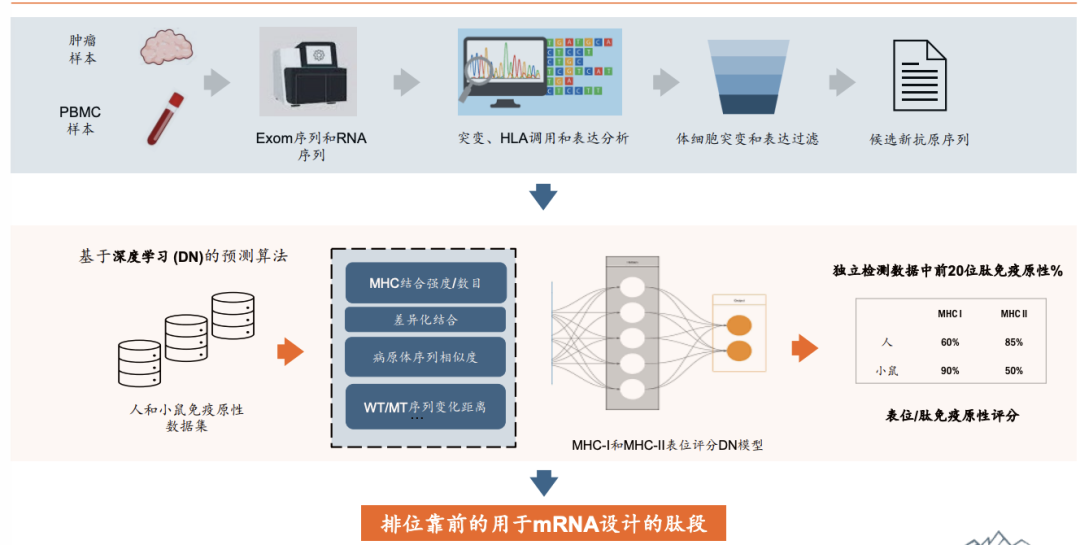 ▲抗原预测算法妙算的运行原理