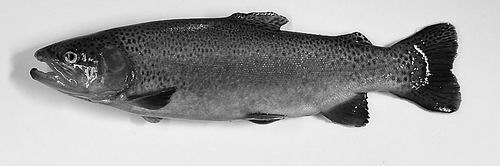 中国海洋大学供图