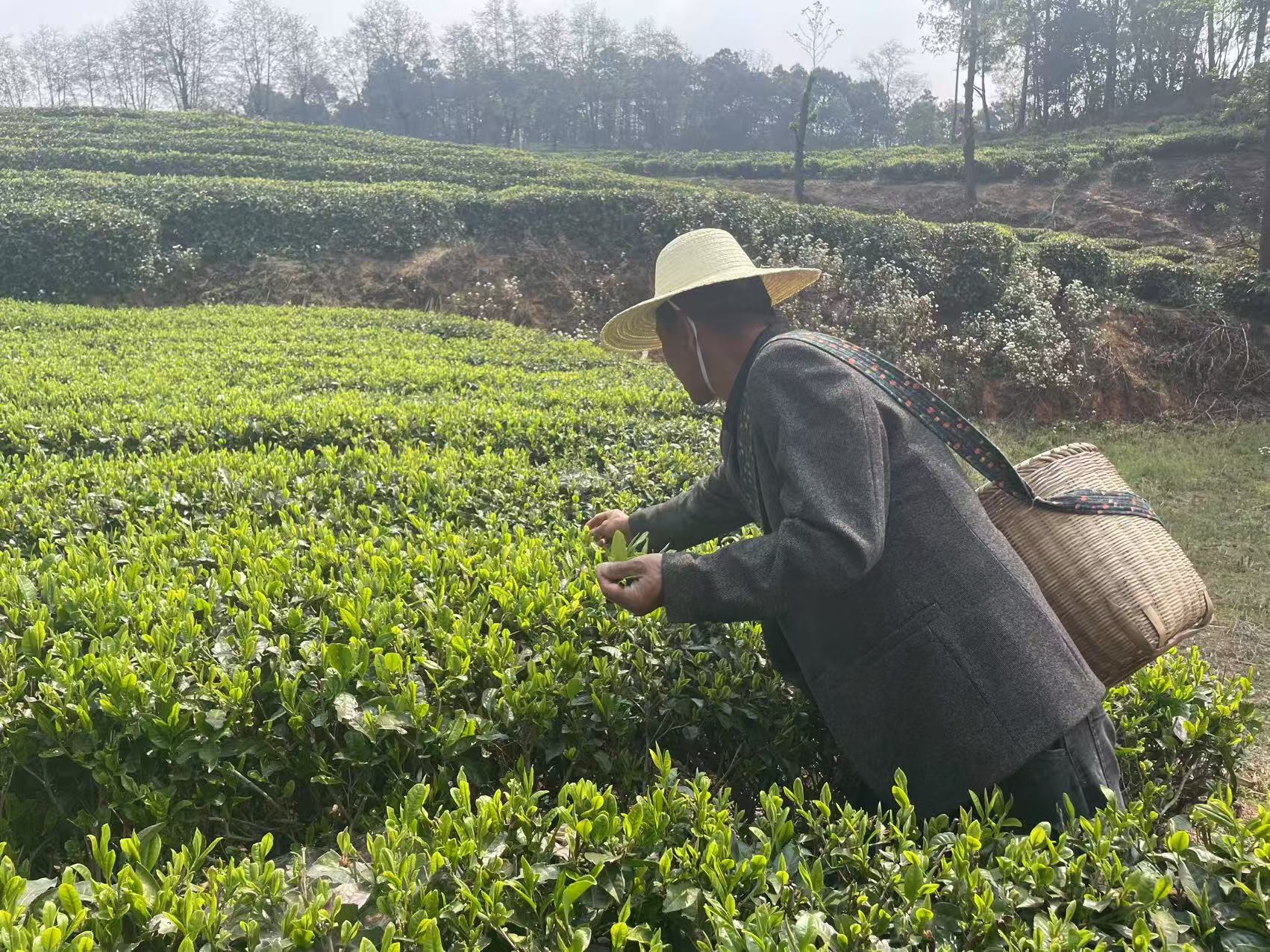 云南当地茶农在采茶。时代财经摄