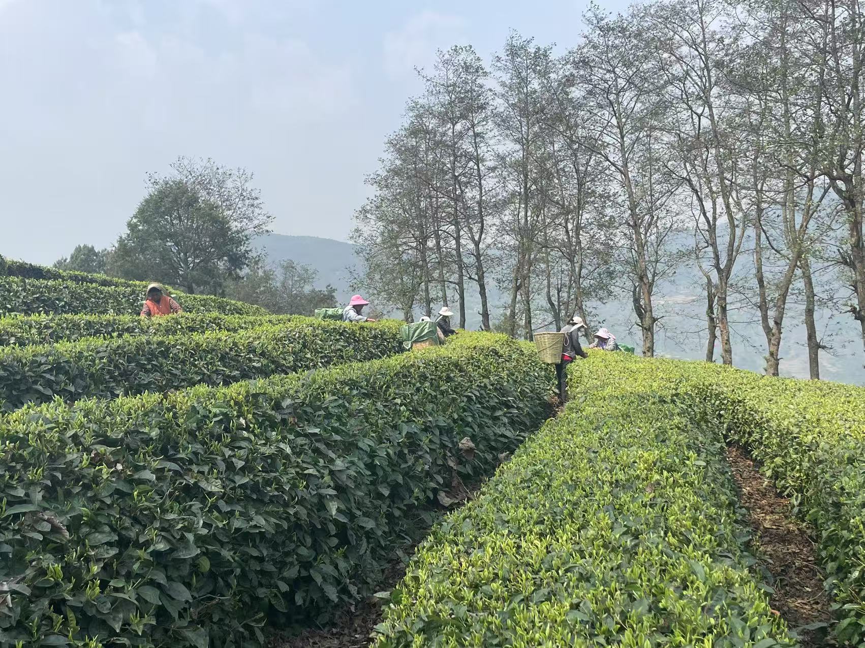 南涧茶厂管理的茶园。时代财经摄