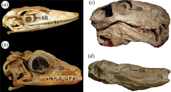 △ SR表示虹膜环