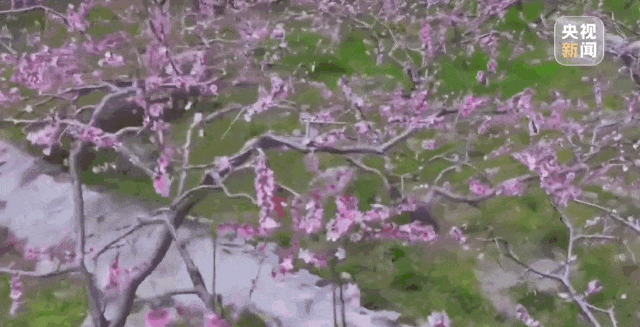 技术重塑消费新体验，让赏花有了不少新玩法。