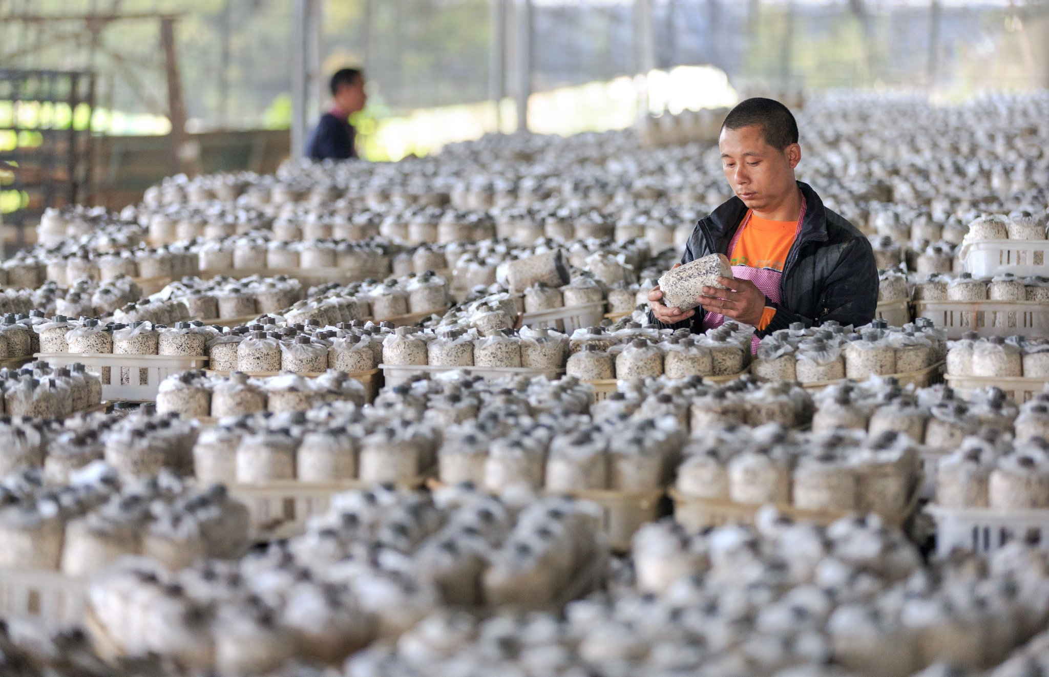 屏南县长桥镇半圳村茶树菇合作社菇农整理菇筒