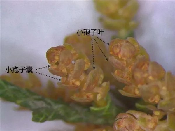 北京圆柏花粉遮天蔽日:能不能把树砍了|北京市_新浪科技_新浪网