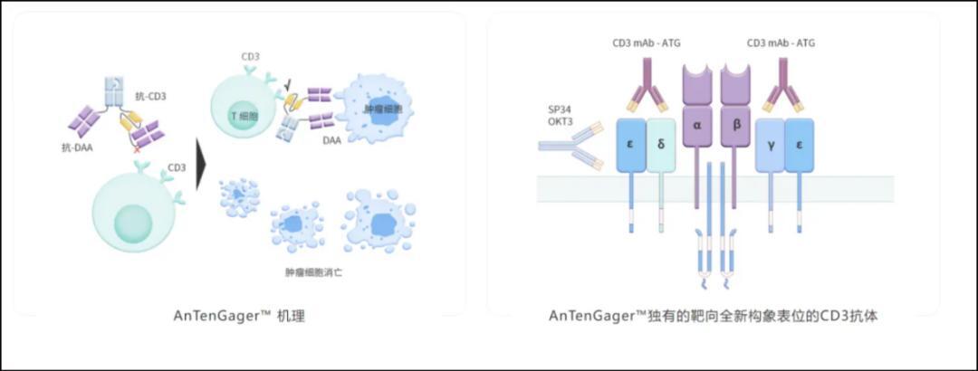 图：AnTenGager技术平台作用机理，来源：公司官网
