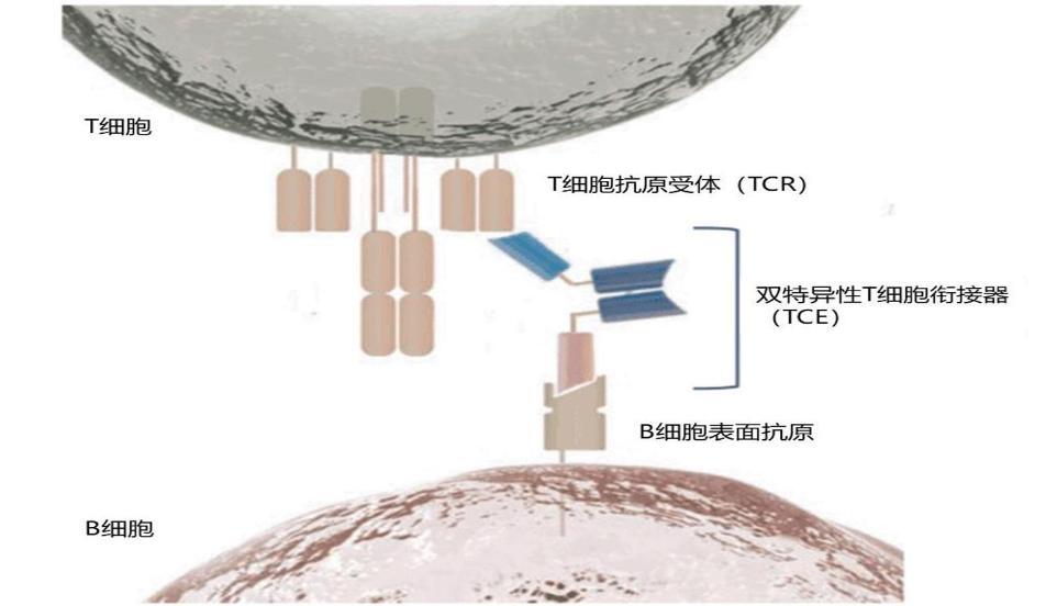 图：TCE双抗原理示意图，来源：开源证券