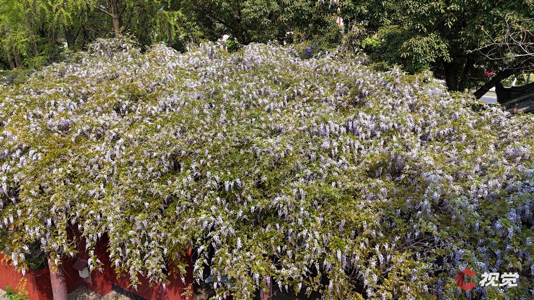 升庵桂湖的这株紫藤茎蔓绵延90余米,总覆盖面积达400多平方米