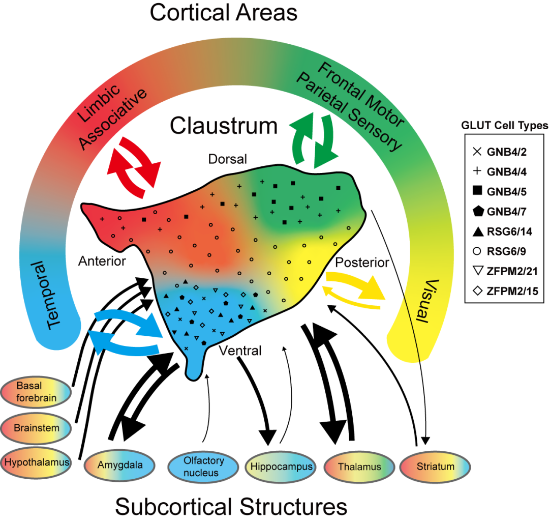 ▲ 猕猴屏状核细胞空间分布与全脑介观联接图谱