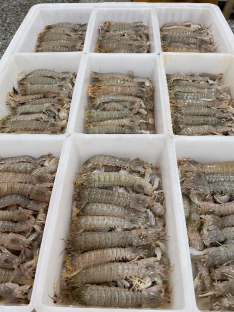 ▲皮皮虾商家完成品质分拣，这名商家将在拼多多开设差异化定位的店群。树森▕摄