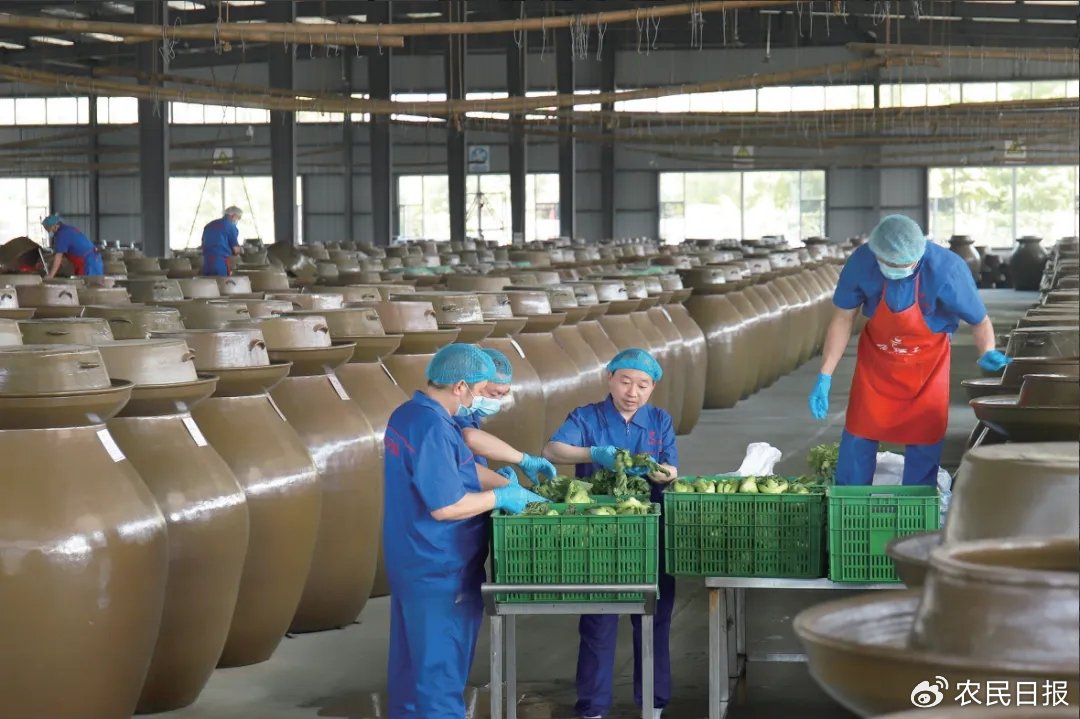 芥菜是制作泡菜的原料之一,被"泡"之后就成了酸菜鱼里的酸菜