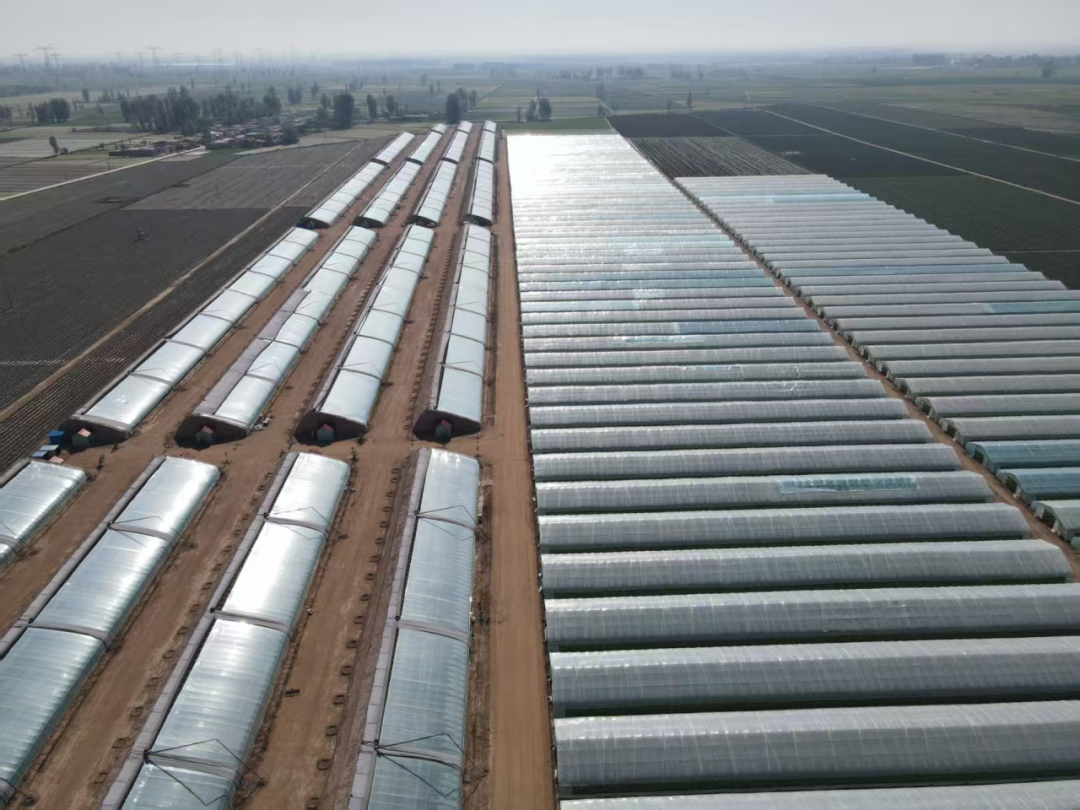 图为甘肃某农业科技有限公司种植大棚全景