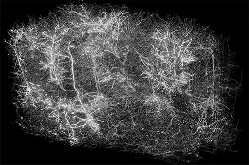 图片来源：艾伦脑科学研究所