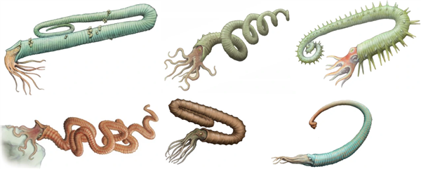 △ 这些都是菊石