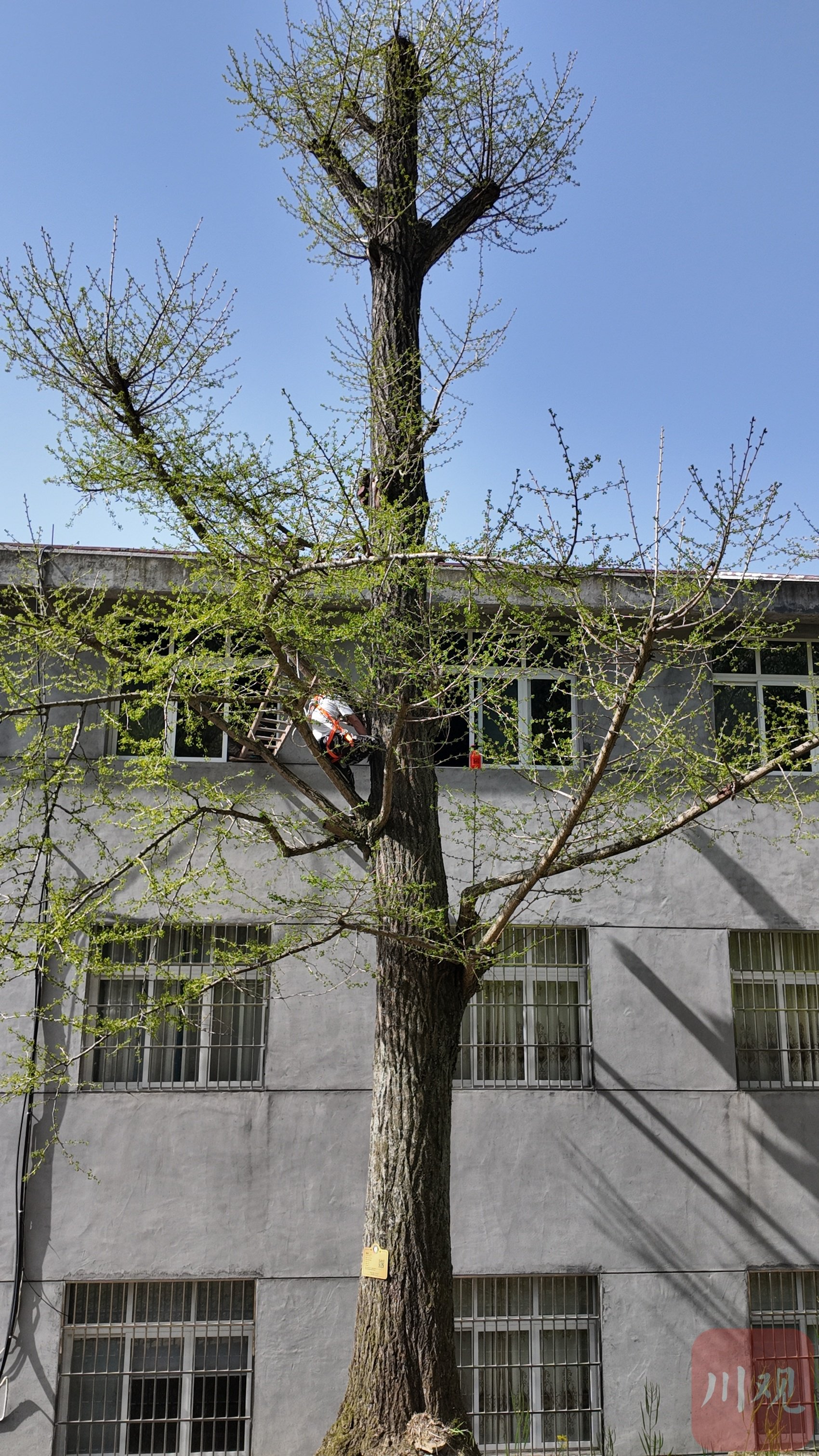 4月8日,被村民擅自修剪枝干的古银杏树已发出大量新芽.张敏 摄