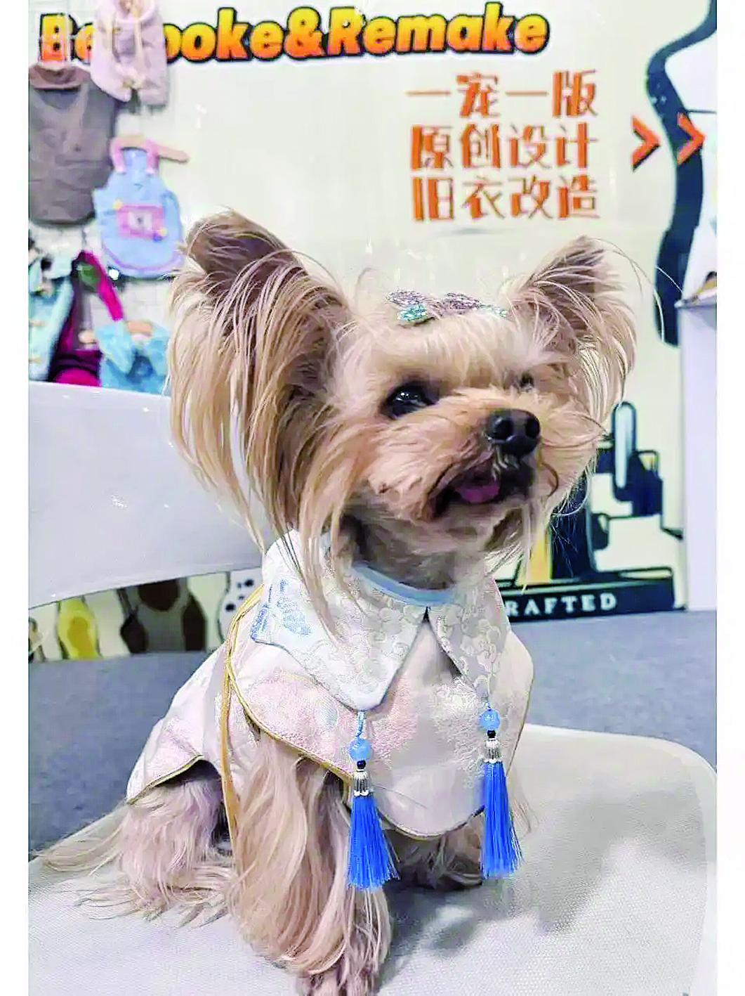 身穿服饰的宠物狗