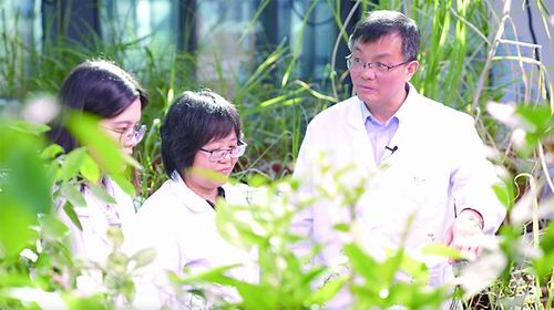 他们解决了“柑橘艾滋病”世纪的问题