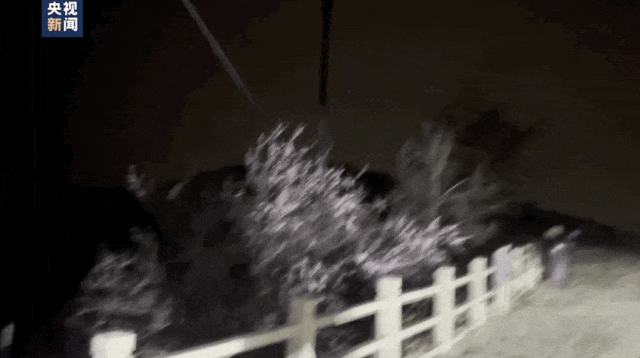 △工作人员前往北京门头沟高山玫瑰园（高山站）巡检拍摄的视频，视频中可以看到树枝晃动。