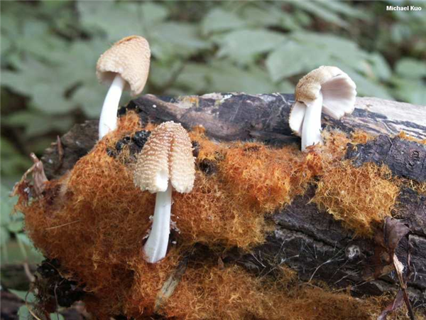 图源：mushroomexpert