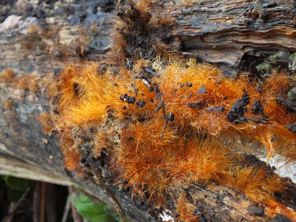 图源：first nature