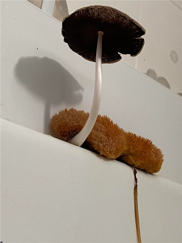 完全展开后的模样 图源：reddit