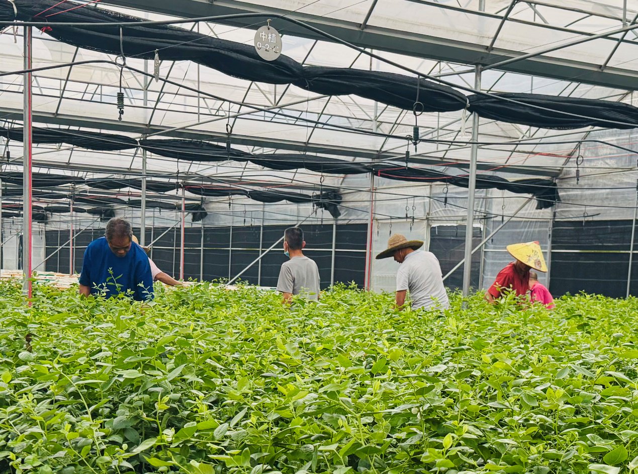 大棚里的工人正在给蓝莓盆栽挑苗，去掉弱苗、差苗以保障果子品质。李康|摄