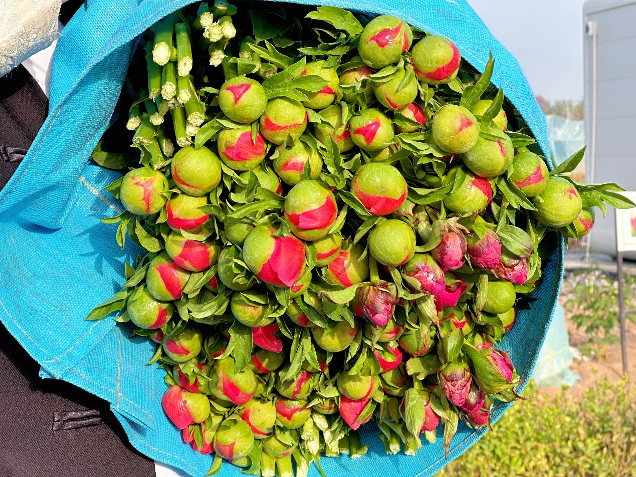 基地的芍药仍含苞待放，张凝钊已经报名了拼多多百亿补贴活动。李康|摄