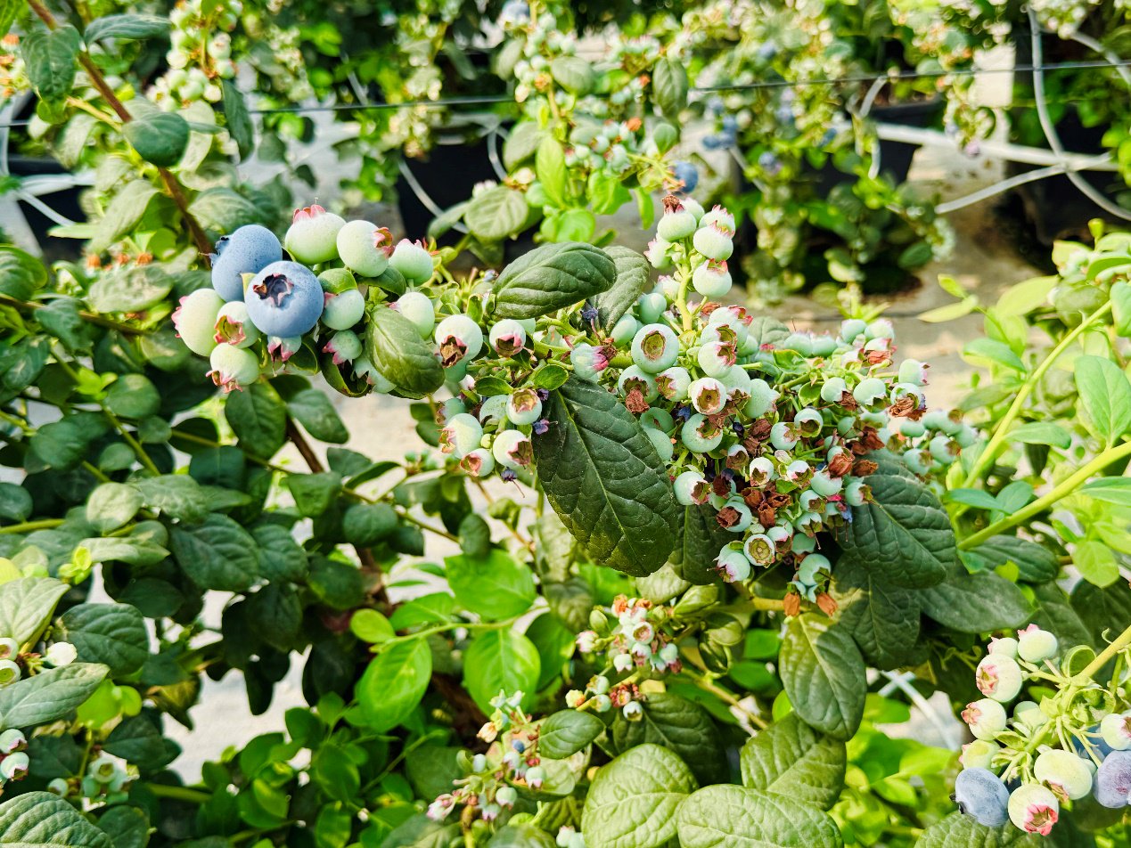 冯威基地里的蓝莓盆栽正处在膨果期，半个月后全部变色即可采摘。李康|摄