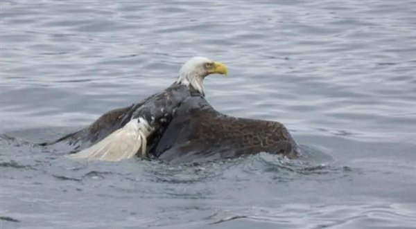 △ 鱼太大抓不走，白头鹰掉水里