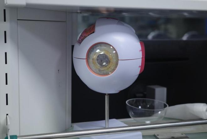 眼球模型 澎湃新闻记者 吴跃伟 摄