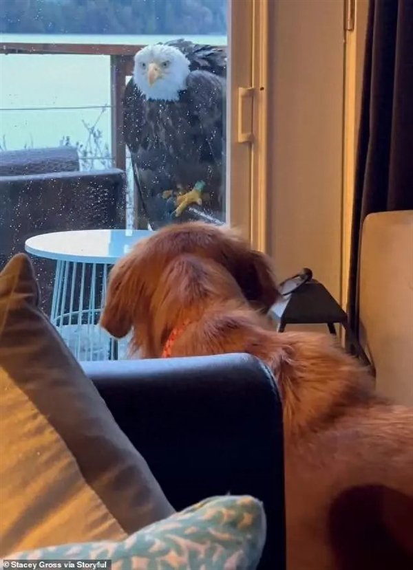 美国家庭凝视着一只秃鹰，整个家庭都敢于一天