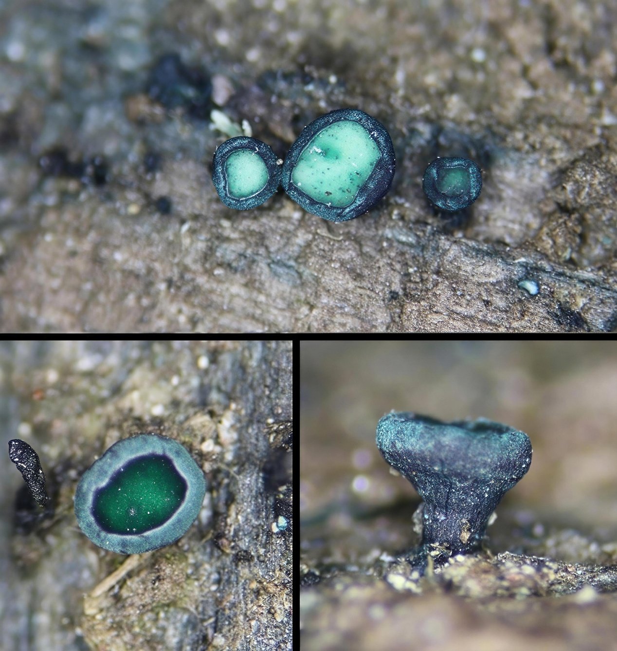 昆明植物所供图