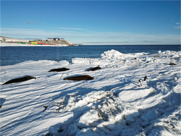 秦岭站不远处的海豹与企鹅  作者供图