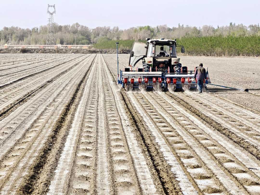 棉农驾驶播种机在进行棉花播种作业