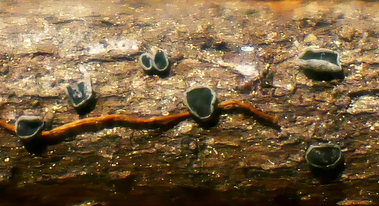 昆明植物所供图