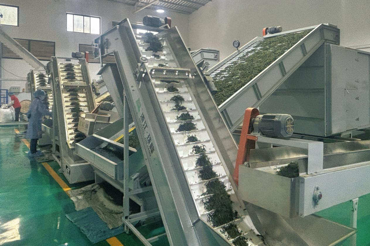 临沧市云县大寨镇全自动茶叶加工线投入试运行