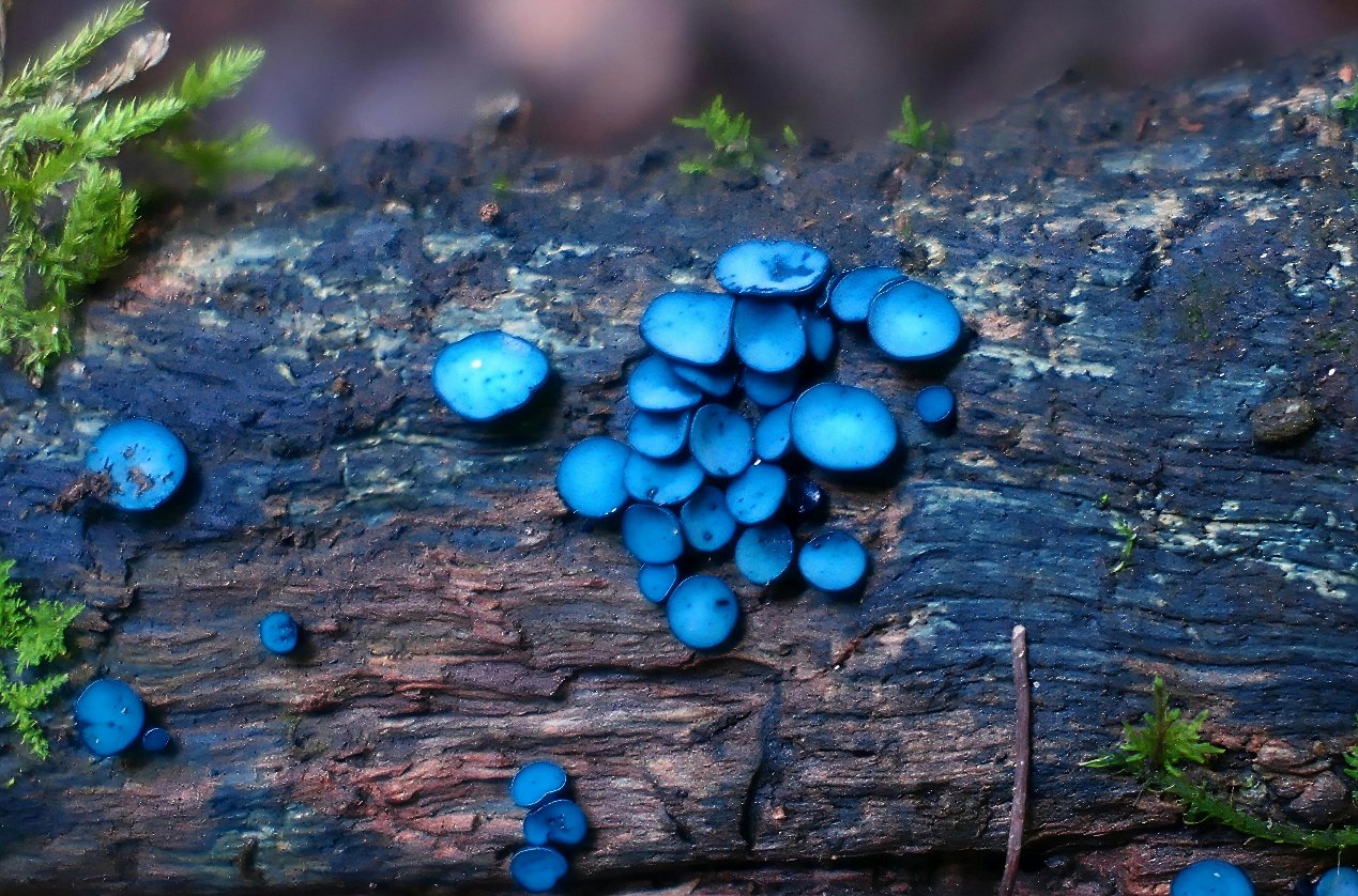哀牢绿杯菌。昆明植物所供图