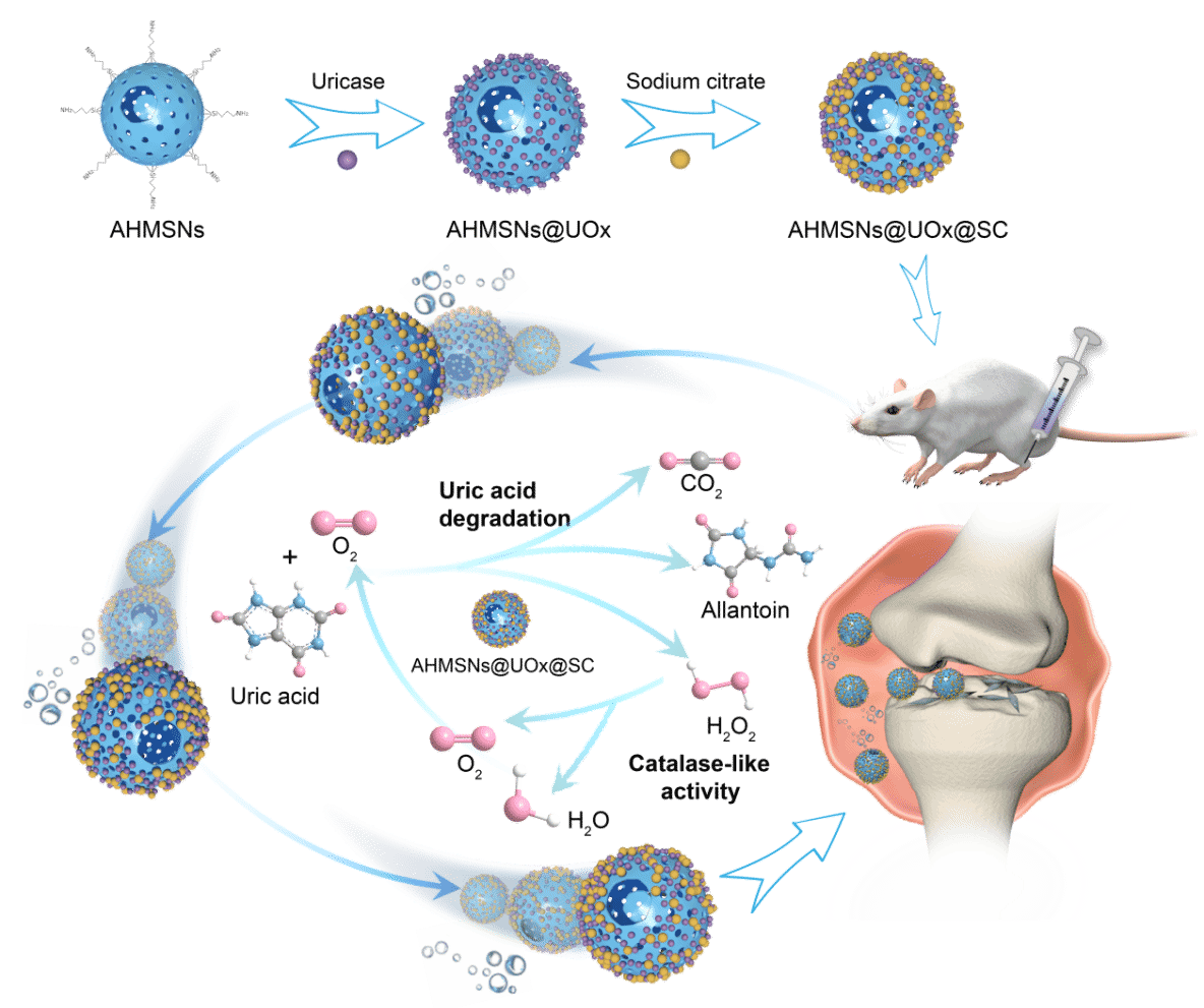 ▲ 研发的“纳米马达”导图