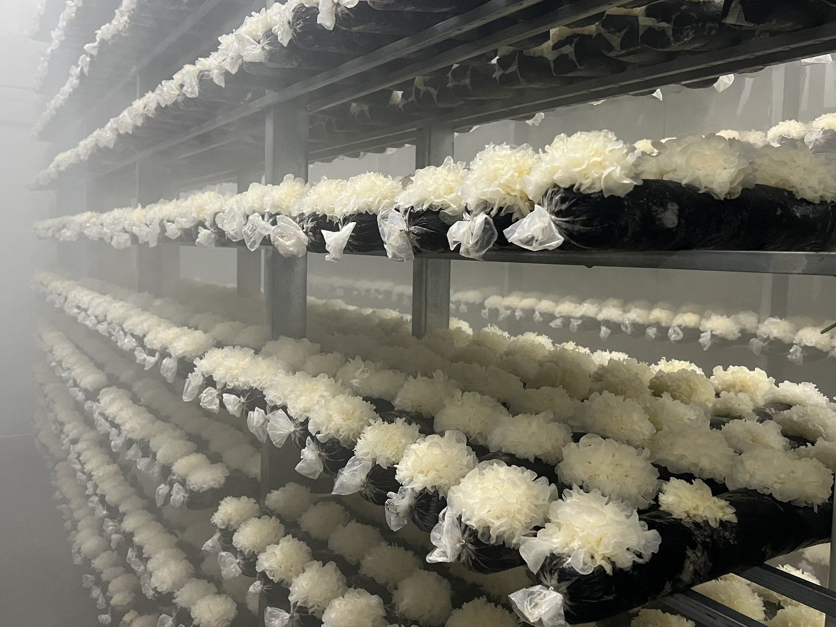 耳房里,通过木屑银耳的种植技术,银耳每45天一个生长周期. 谭小龙 摄