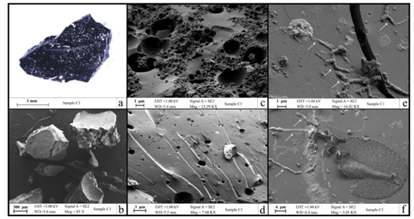 图片来源：原论文