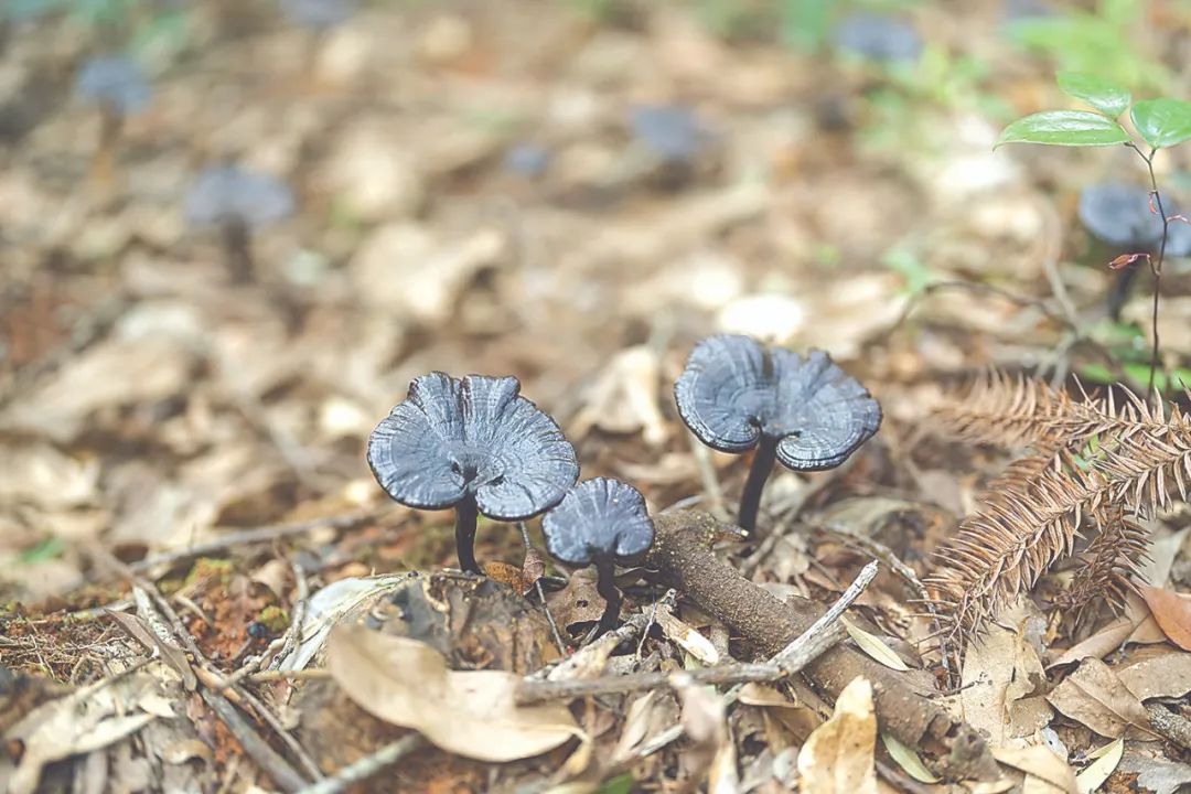 “武平灵芝”获国家地理标志证明商标认证