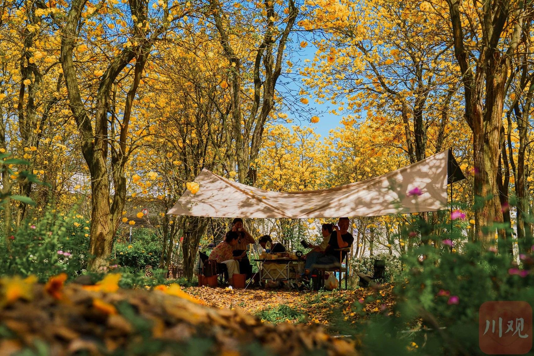 4月17日,在成都市温江蓝枫园,成片黄花风铃木在阳光下熠熠生辉,是市民