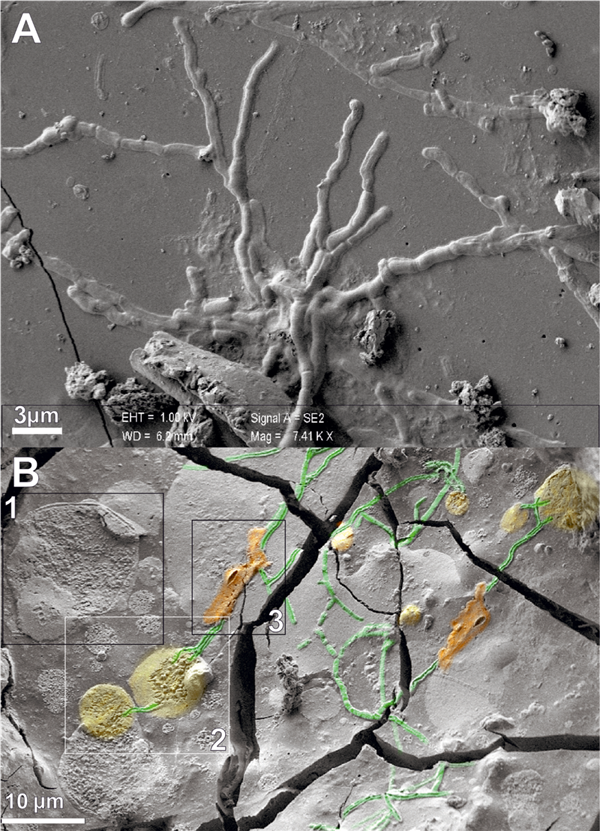 图片来源：原论文