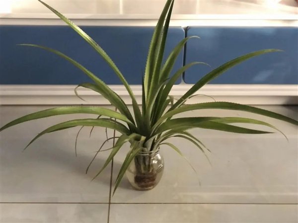 图片来源：作者供图