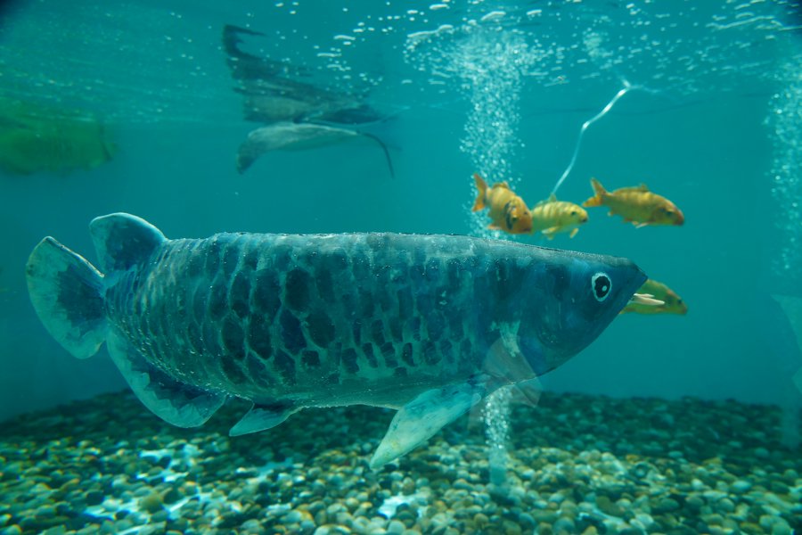 “金鳞”与锦鲤共游